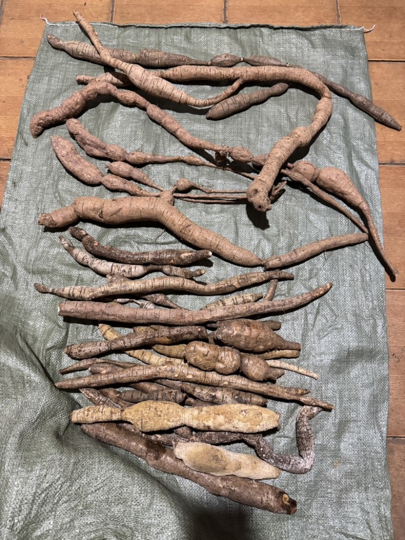 纯野生牛大力