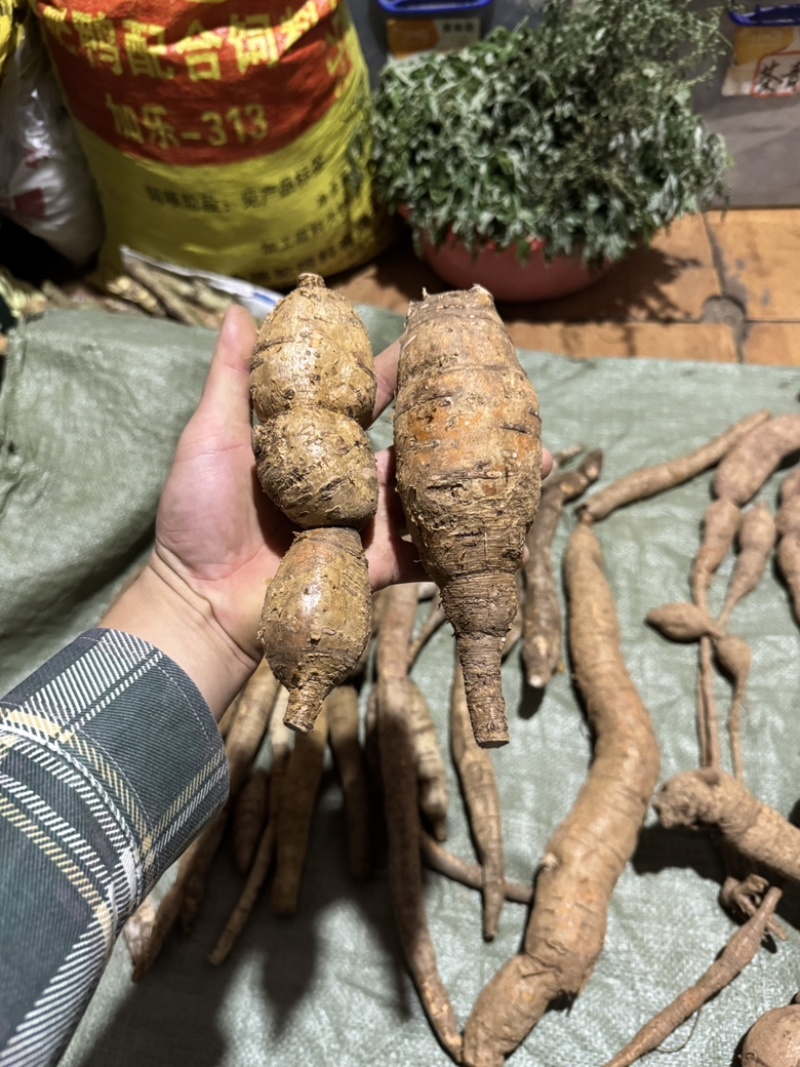 纯野生牛大力