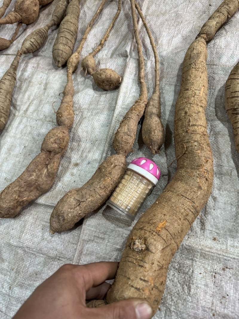 纯野生牛大力