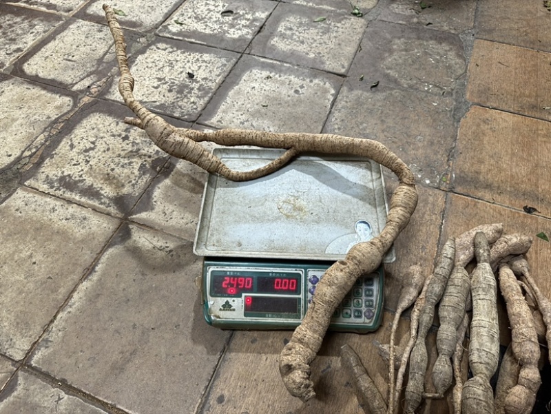 纯野生牛大力