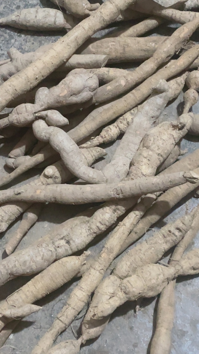 纯野生牛大力