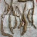 纯野生牛大力