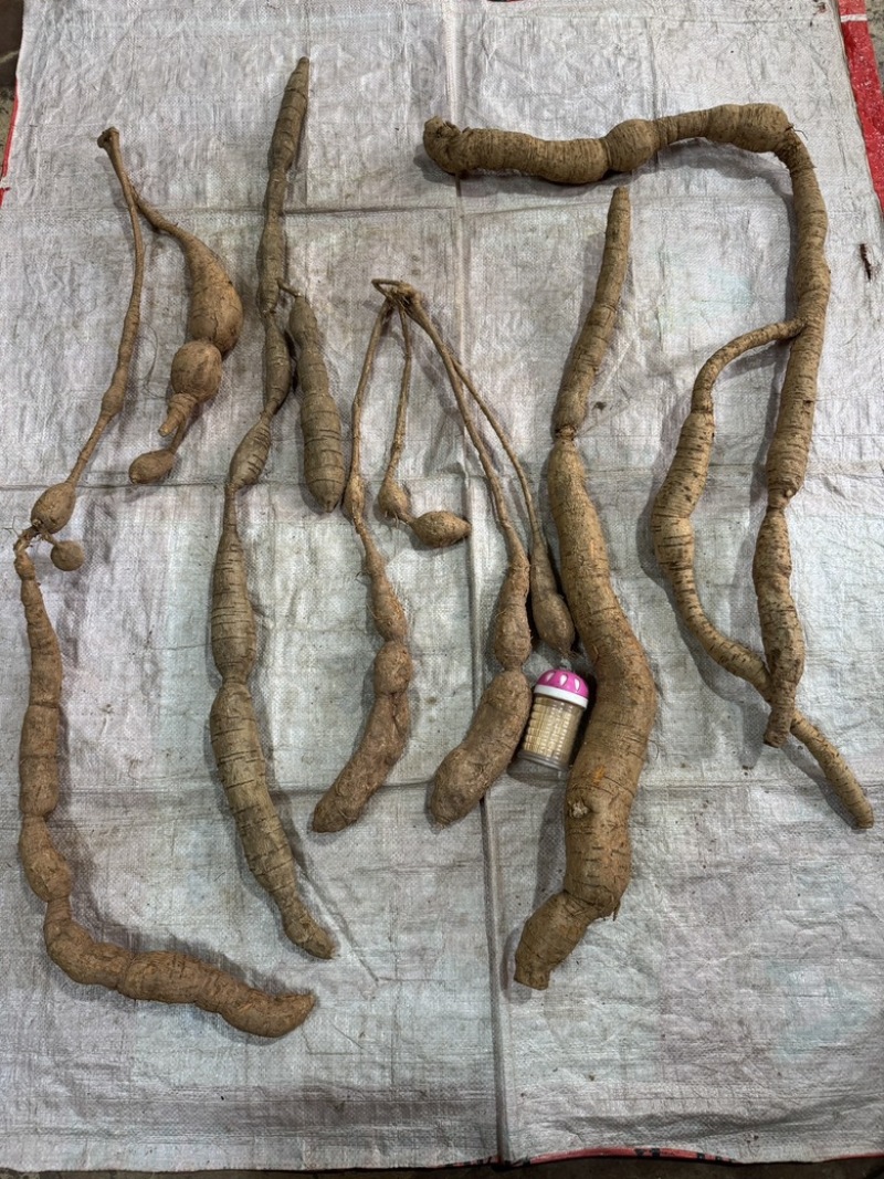 纯野生牛大力