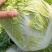 白菜北京3号大量供应，鸡腿菜，868超市，食堂，电商