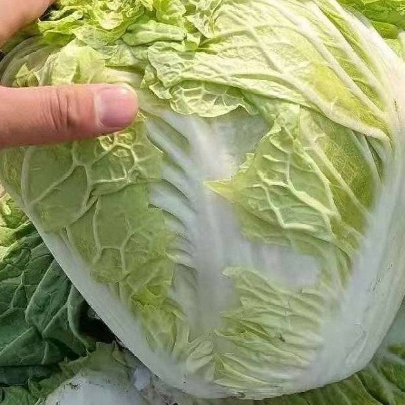 白菜北京3号大量供应，鸡腿菜，868超市，食堂，电商