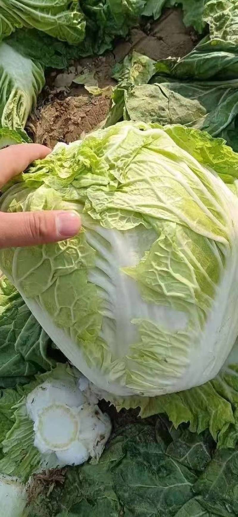 白菜北京3号大量供应，鸡腿菜，868超市，食堂，电商