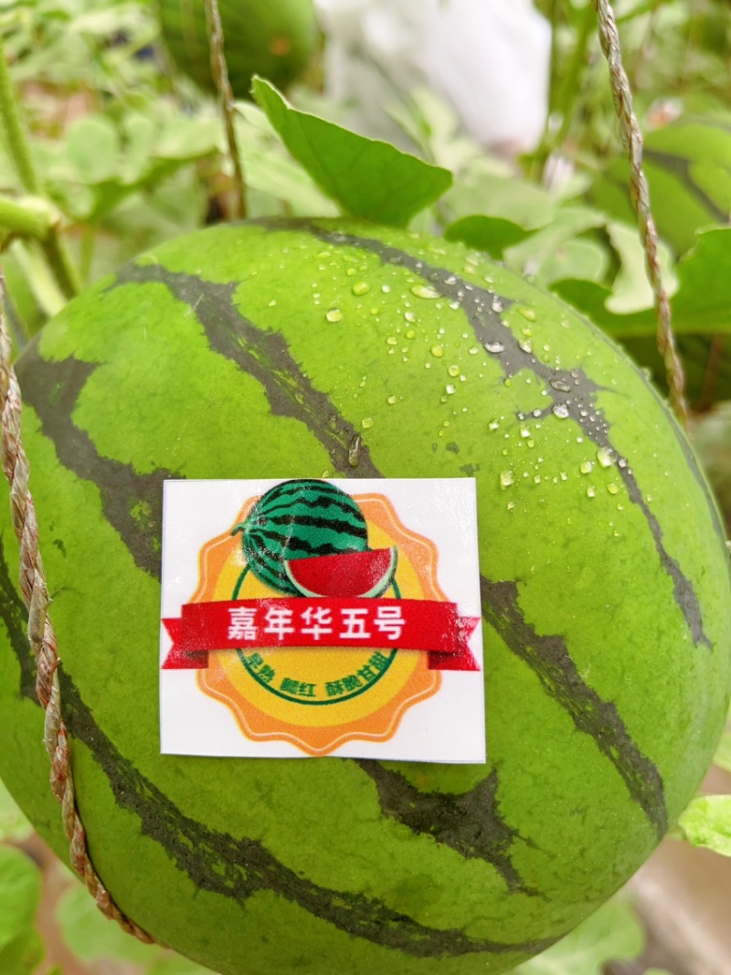 嘉年华5号薄皮礼品西瓜