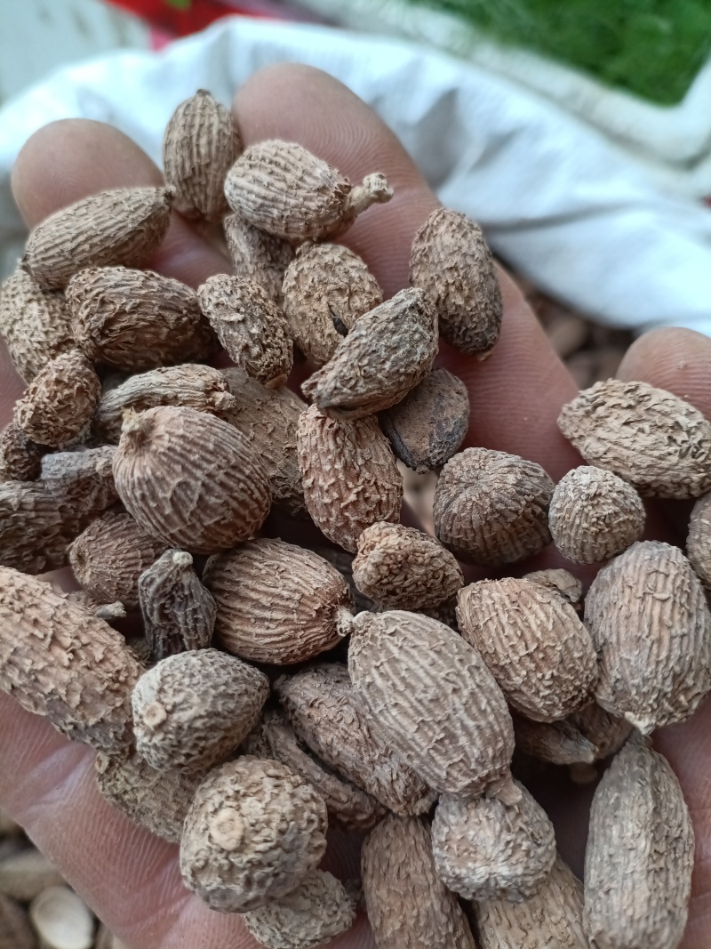 毛砂仁/精选好货/批发兼零售，量大可商议，全国包邮