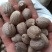 肉蔻/肉豆蔻/玉果/个大饱满/色泽油亮/精选好货，包邮
