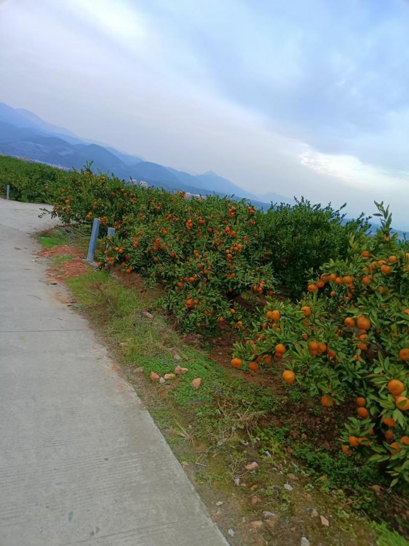 质量硬度果面光滑达标的农家山坡蜜桔产地批发