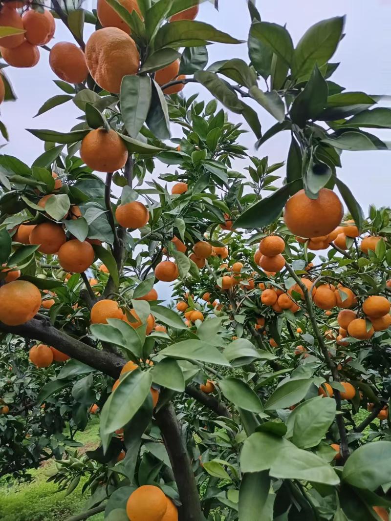 质量硬度果面光滑达标的农家山坡蜜桔产地批发