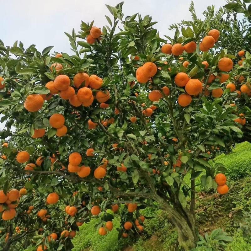 质量硬度果面光滑达标的农家山坡蜜桔产地批发