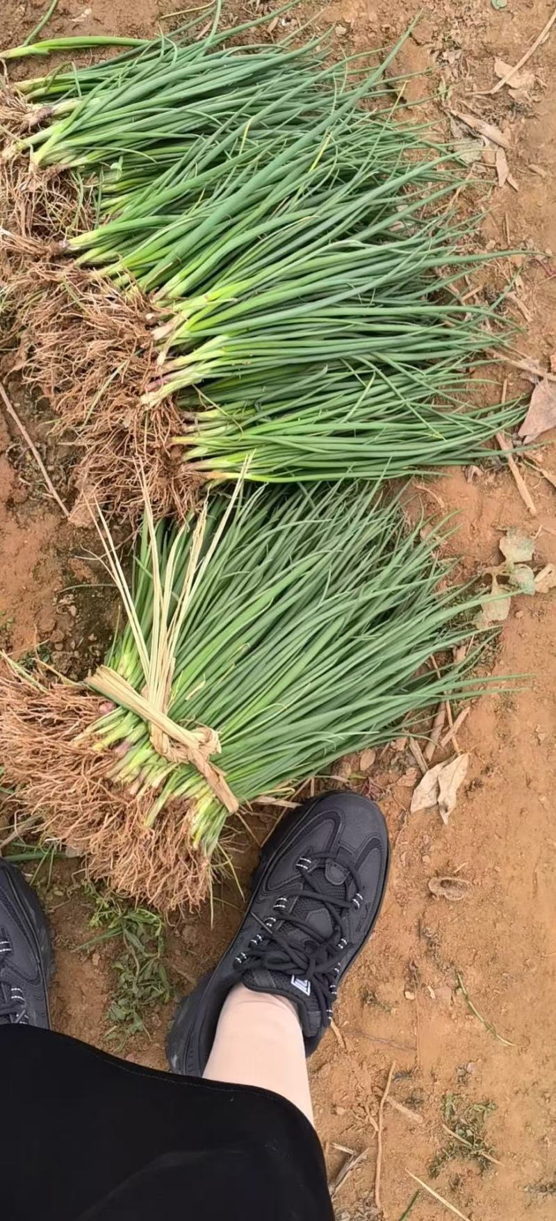 洋葱苗紫红皮洋葱苗植物检疫合格质量保证欢迎咨询
