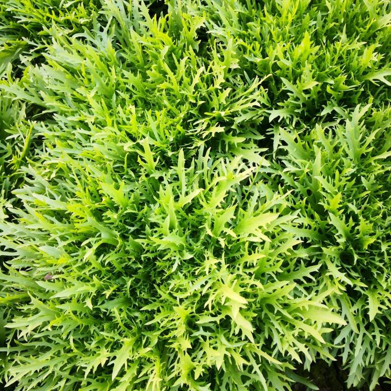 青州精品苦菊大量上市！