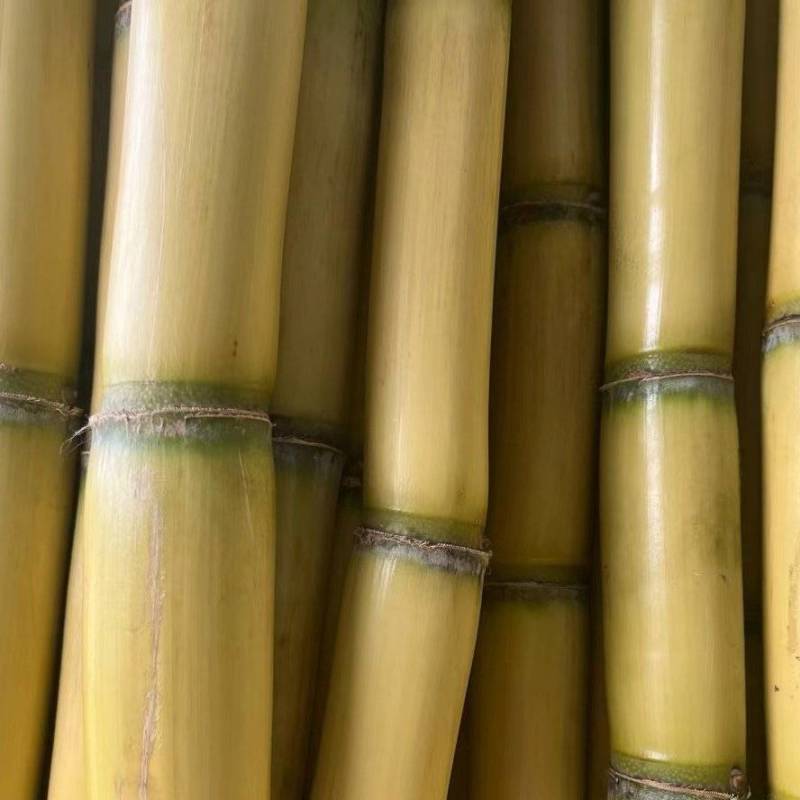 西双版纳水果甘蔗