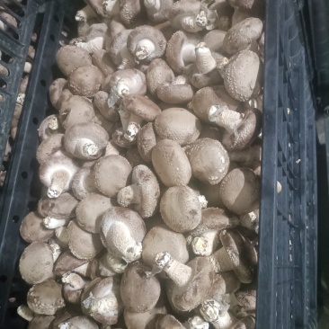 鲜香菇白面菇