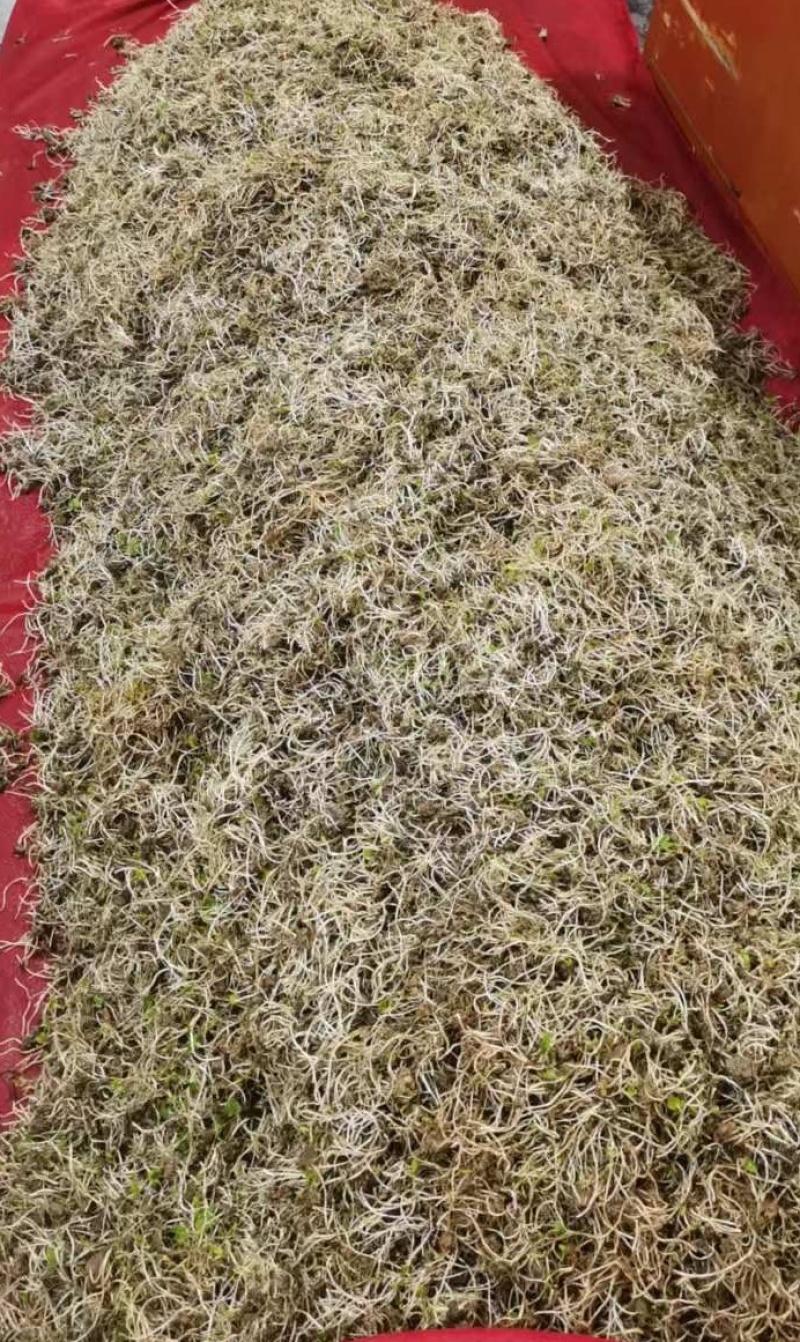 野生猫爪芽