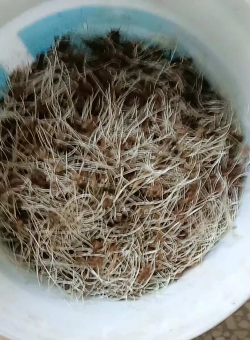 野生猫爪芽