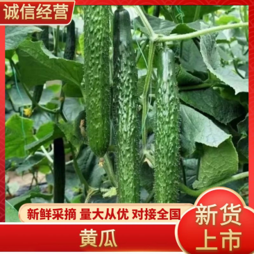 湛江密刺黄瓜、青瓜，现摘现发，量大质优，产地直供