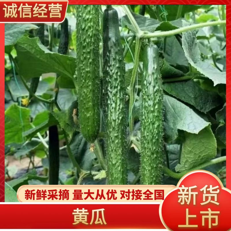 湛江密刺黄瓜、青瓜，现摘现发，量大质优，产地直供