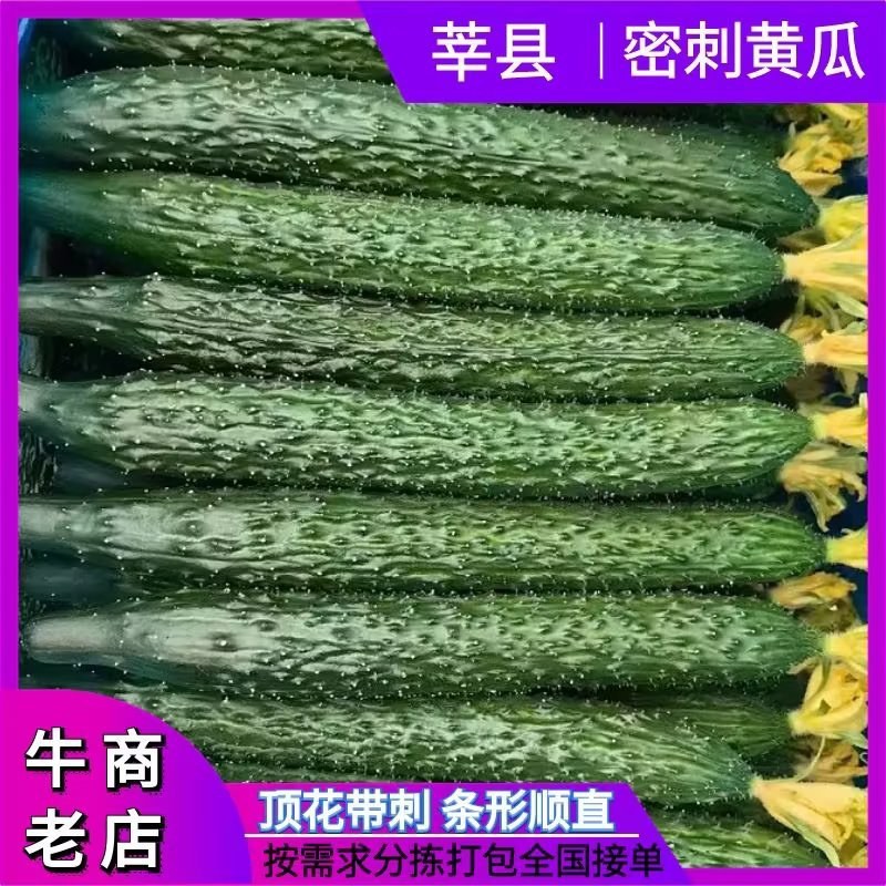 短把密刺鲜花油亮新鲜黄瓜现货量大从优质量保证