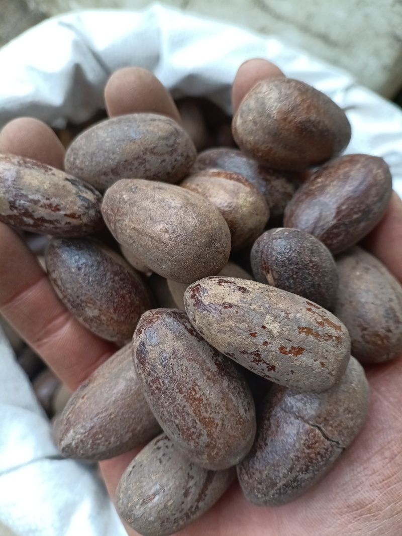 香果/长香果/精选好货/批发兼零售，量大可商议，全国包邮