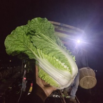 黄心大白菜可以大量供应对接批发团购一手货源价格便宜欢迎