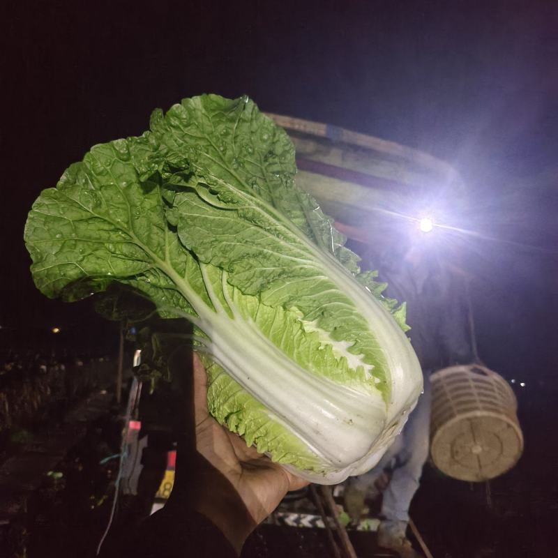 黄心大白菜可以大量供应对接批发团购一手货源价格便宜欢迎