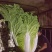 黄心大白菜可以大量供应对接批发团购一手货源价格便宜欢迎