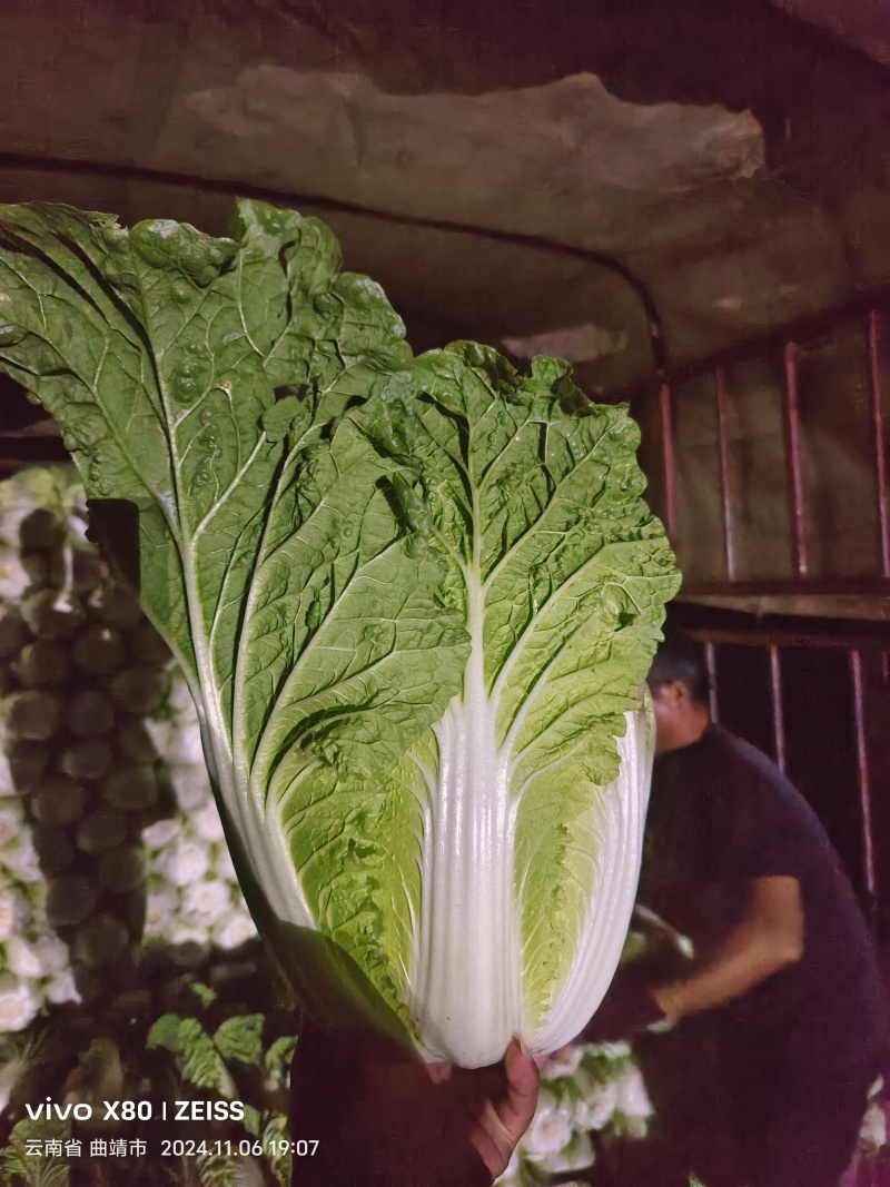 黄心大白菜可以大量供应对接批发团购一手货源价格便宜欢迎