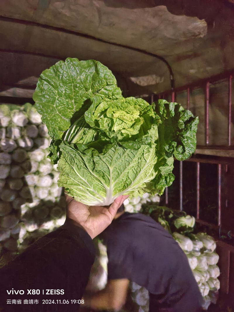黄心大白菜可以大量供应对接批发团购一手货源价格便宜欢迎