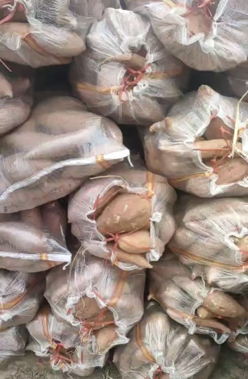 龙薯9号大量长期供应香甜软糯欢迎长期合作伙伴