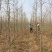 邳州市银杏树10公分银杏树银杏树价格苗圃直销