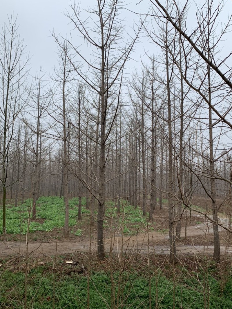 邳州市银杏树10公分银杏树银杏树价格苗圃直销