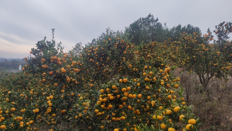 南丰蜜橘