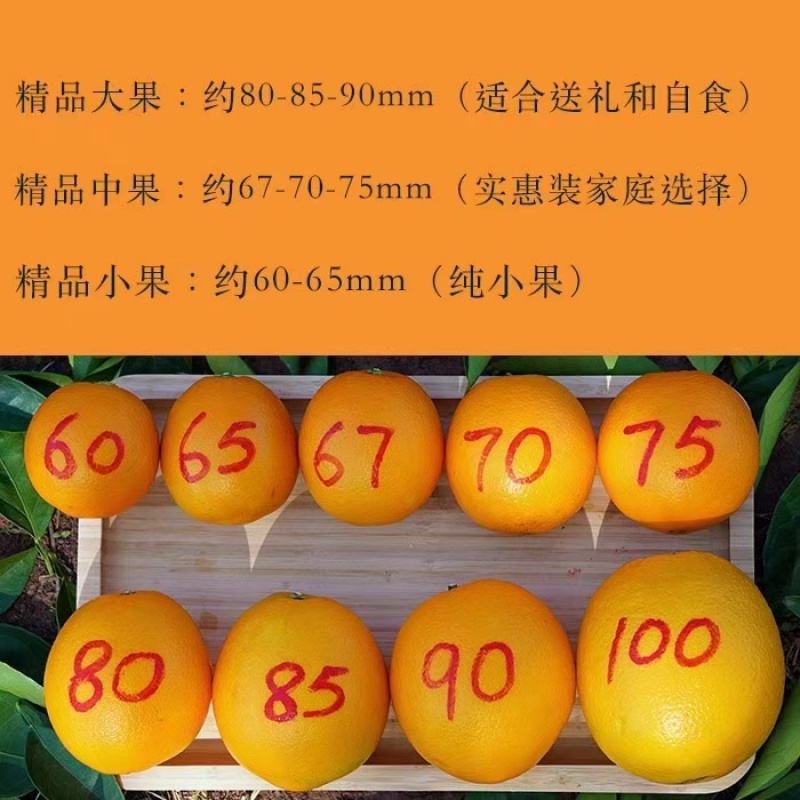 江西省信丰赣南脐橙，原产地直发一件代发九省包邮