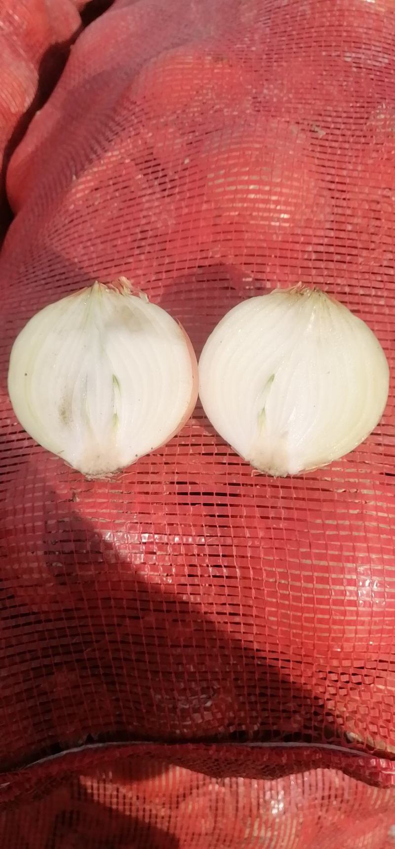 黄皮洋葱