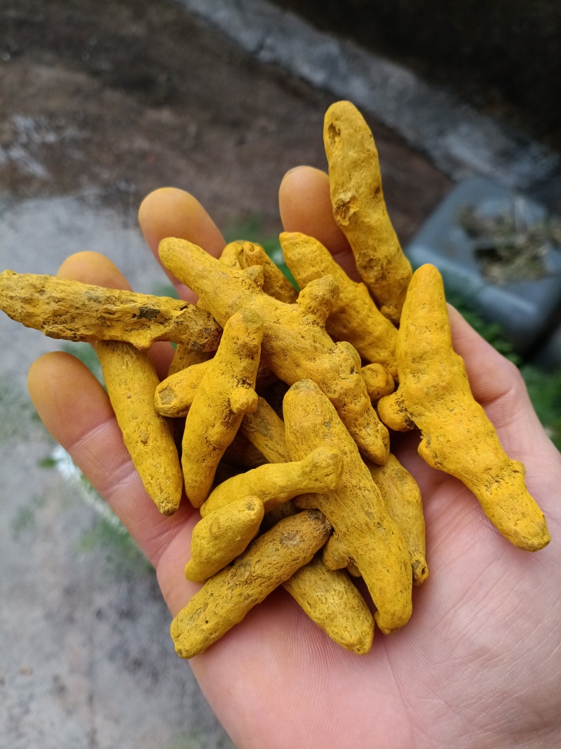 姜黄/精选好货/批发兼零售，量大可商议，全国包邮