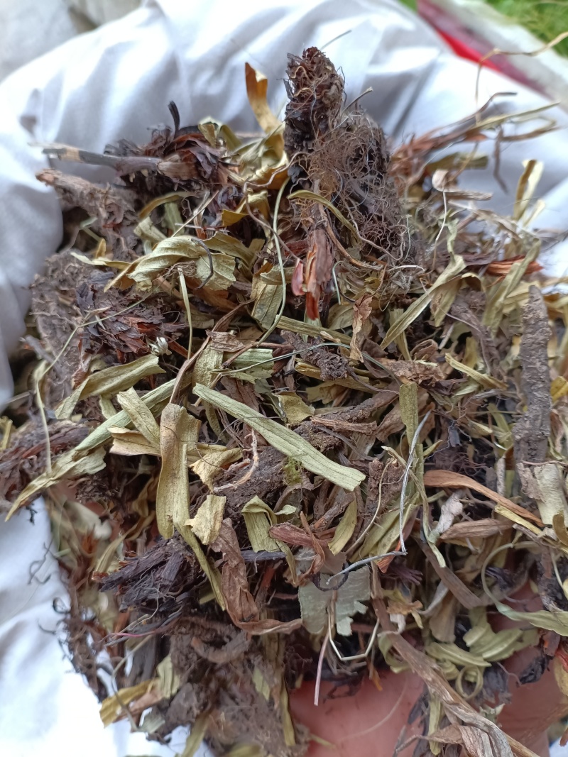 甘松/水洗甘松/精选好货/批发兼零售，量大可商议，包邮