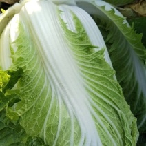 山东白菜