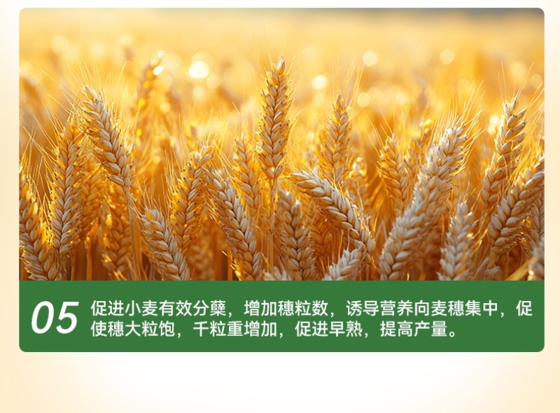 麦喜多含氨基酸水溶肥料高产小麦肥料厂家直销