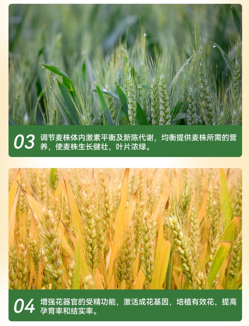 麦喜多含氨基酸水溶肥料高产小麦肥料厂家直销