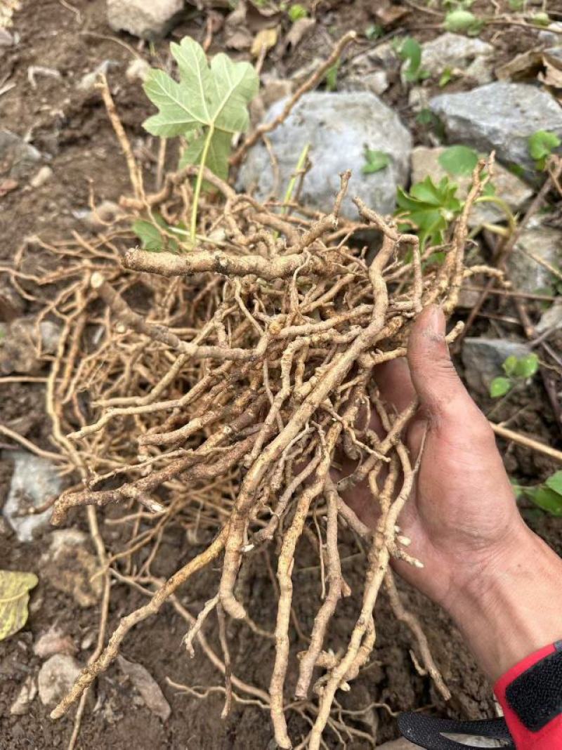 大通草根大量供应，货源充足，量大从优，支持零售批发