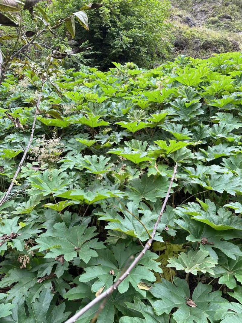 大通草苗大量供应四川产地直发，可视频验货，欢迎咨询。
