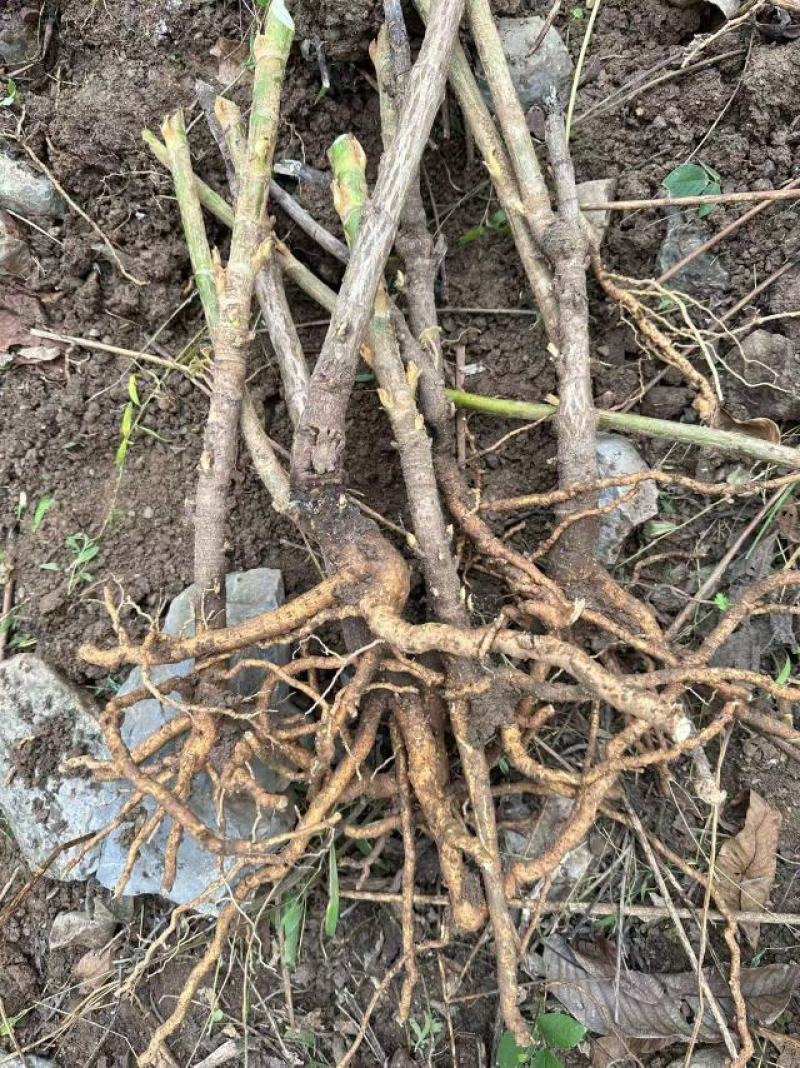 大通草苗大量供应四川产地直发，可视频验货，欢迎咨询。