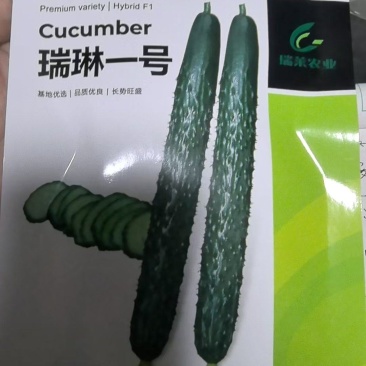 瑞琳一号密刺黄瓜种子，短把密刺，淡绿肉，适合晚秋越冬早春