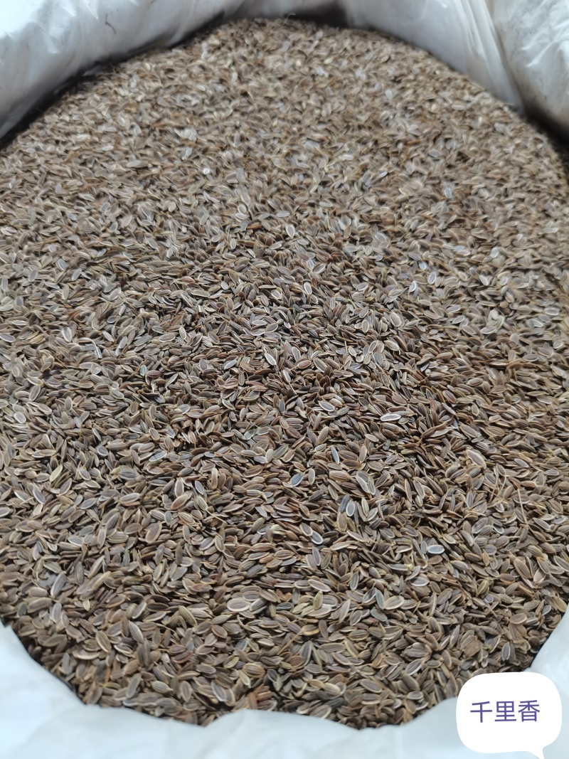 千里香/七里香/精选好货/批发兼零售，量大可商议，包邮