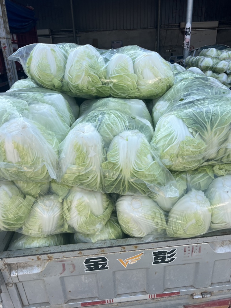 夏阳白菜，黄心菜，白菜，大白菜