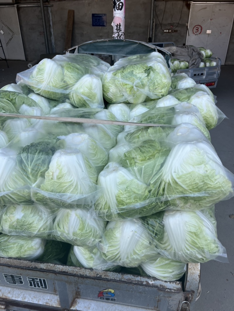 夏阳白菜，黄心菜，白菜，大白菜