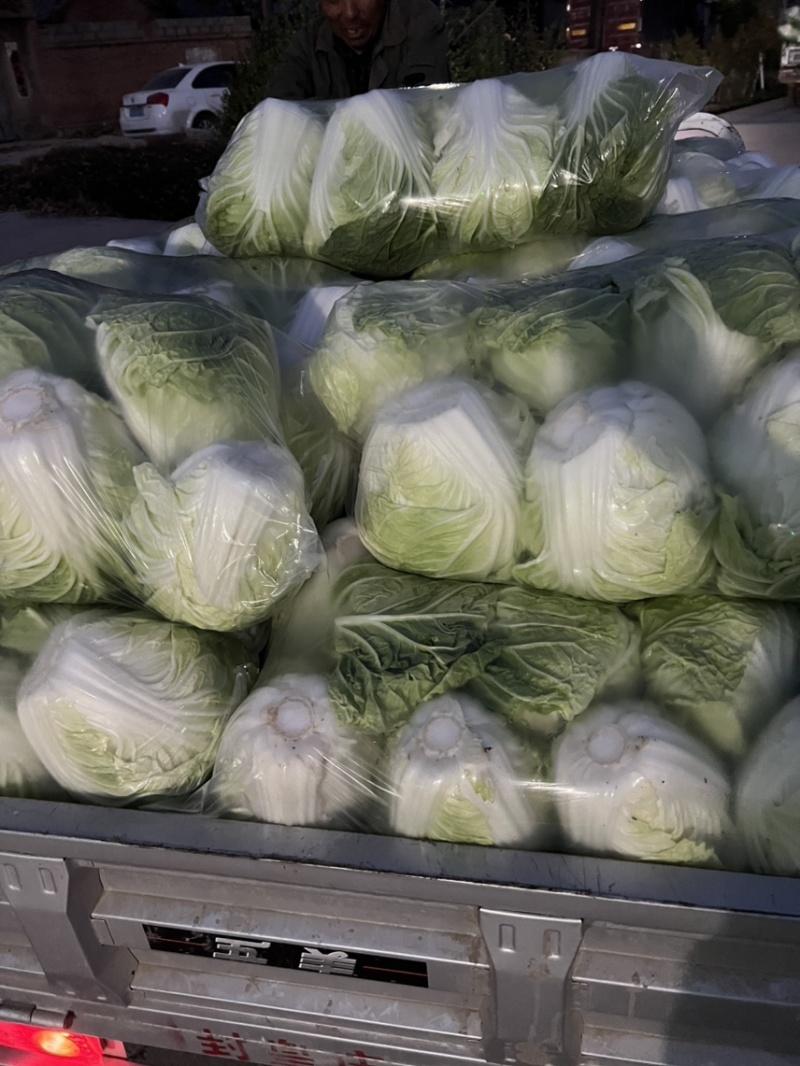 夏阳白菜，黄心菜，白菜，大白菜